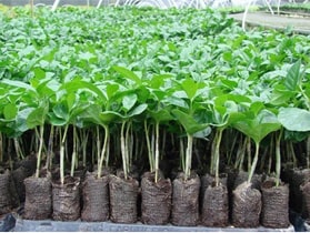 kaffesorten Arabica på kaffesorten Robusta