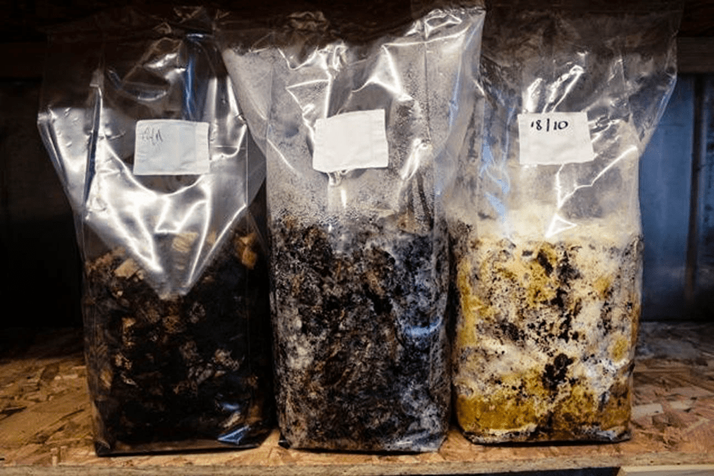 oesterhatte-i-kaffegrums