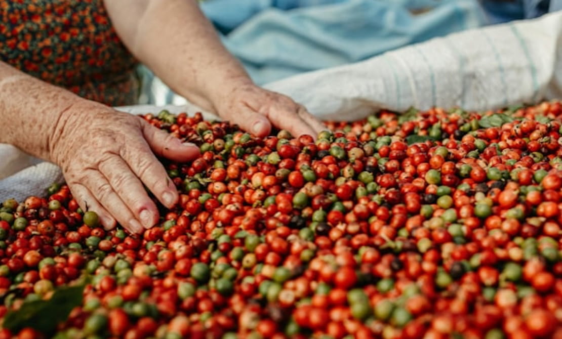 Kaffehøst